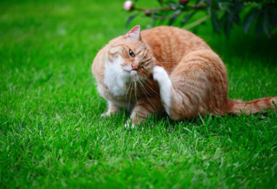 고양이 피부병의 원인을 이미지화하는 이미지