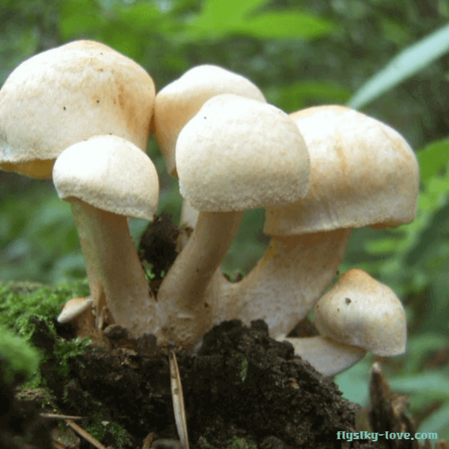 솔향이 풍부한 잣버섯