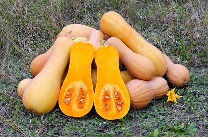 애호박-섭취-시-주의-사항-및-부작용