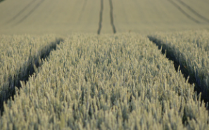 나주시 기본형 공익직불금 신청 조건