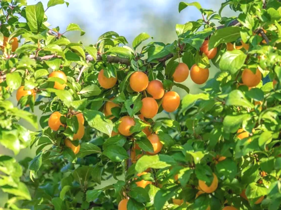 소화 기능 강화에 도움을 주는 매실