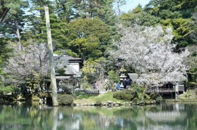 가나자와 벚꽃명소