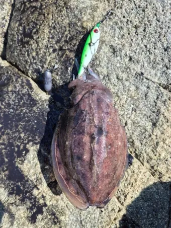 갑오징어 제철 시기 요리 레시피 황금레시피_25