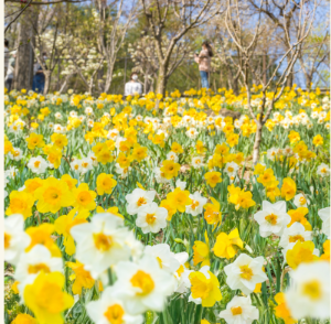화담숲 수선화 축제