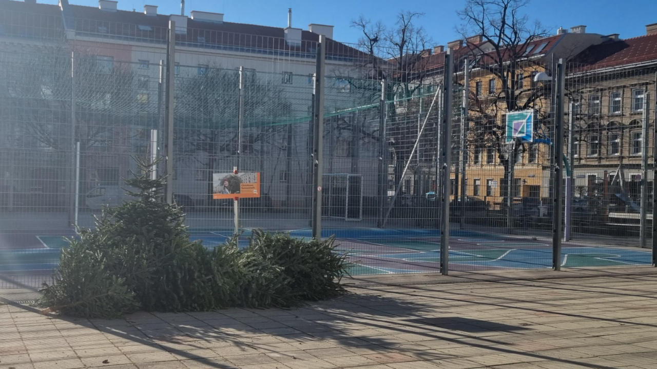 크리스마스 트리 버려진 후 활용