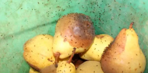 날파리
fruit fly