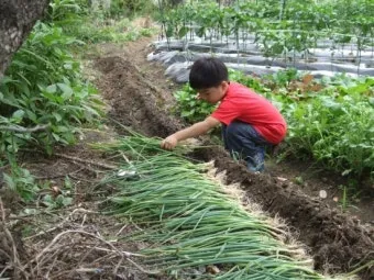 텃밭 대파 키우는 방법 파종 시기_4