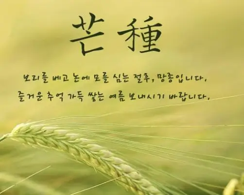 망종 인시말과 이미지