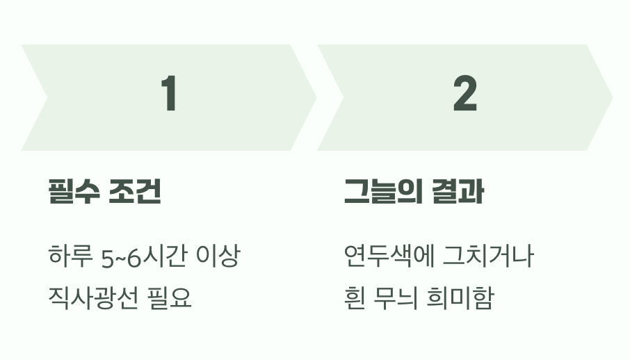 햇볕은 최고의 발색제
