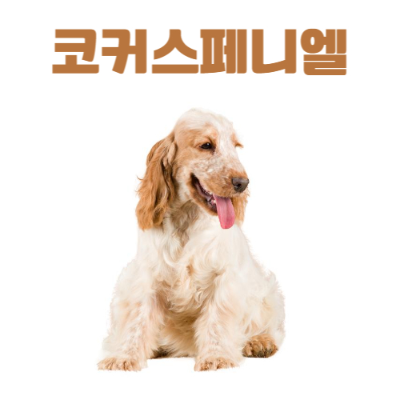 코카스파니엘(Cocker Spaniel) 이미지