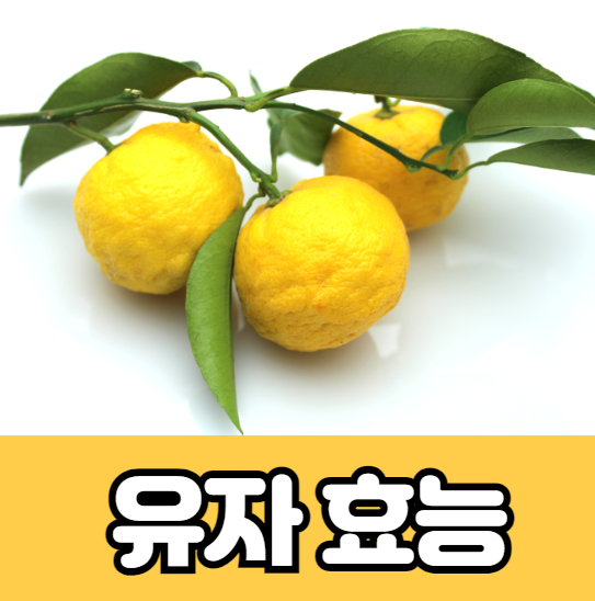 유자 효능 부작용