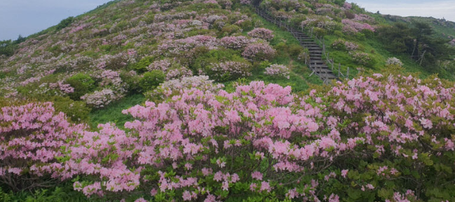 영주 소백산 철쭉제3