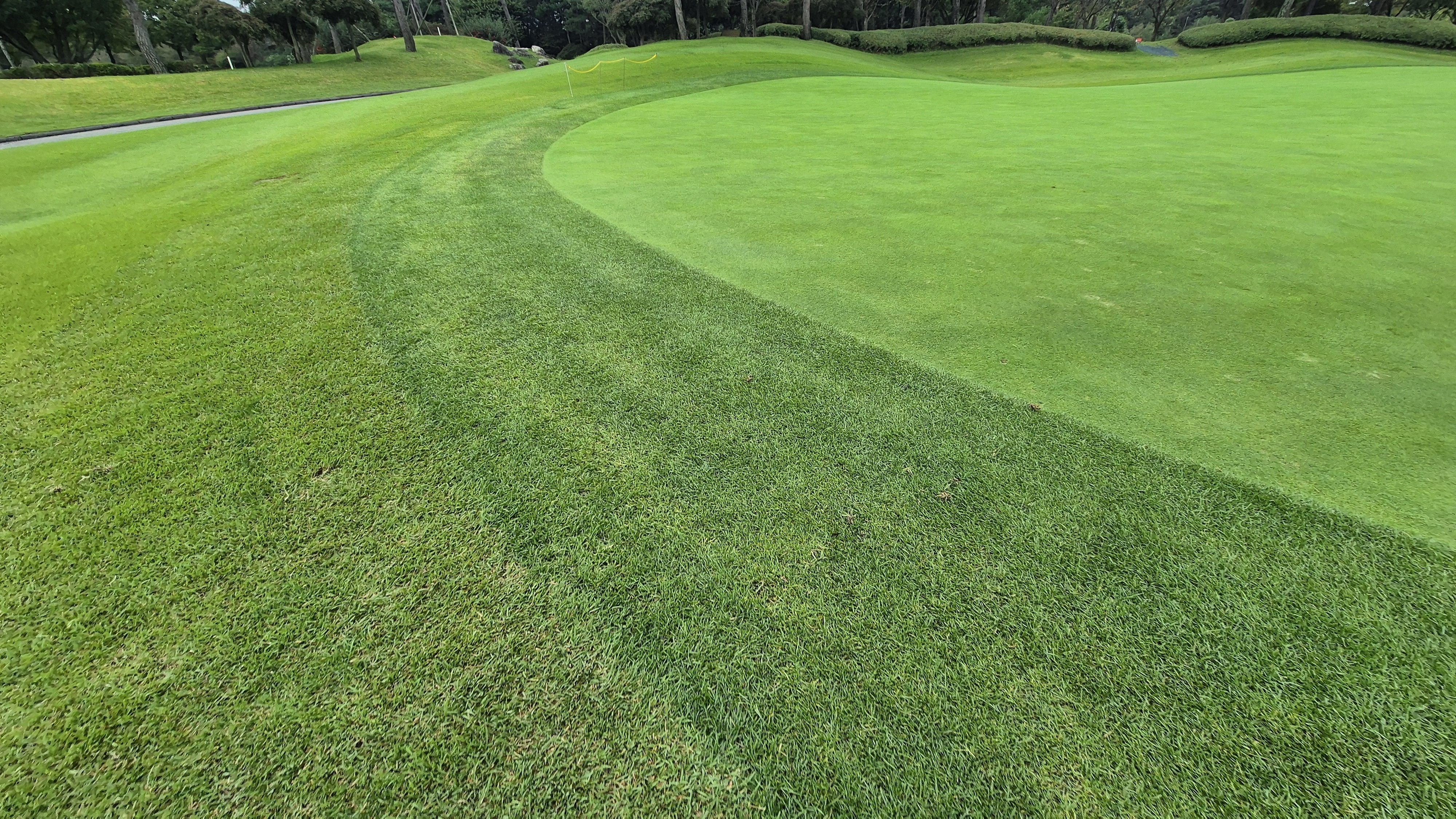 파인스톤cc 그린 관리 상태