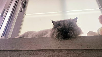 고냥이 집안 안전사고 예방 전선·창문·식물·생활용품 점검하기 방법 총정리