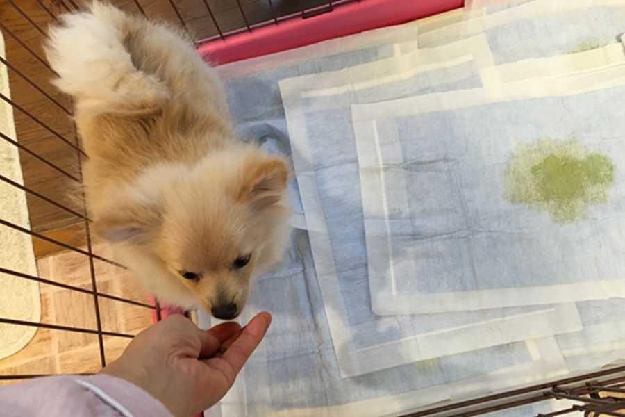 강아지 배변 훈련 방법