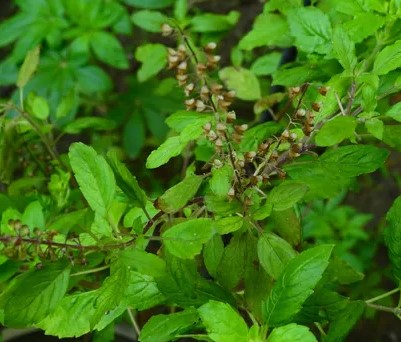 티트리잎과 홀리바질 자주 묻는 질문 FAQ