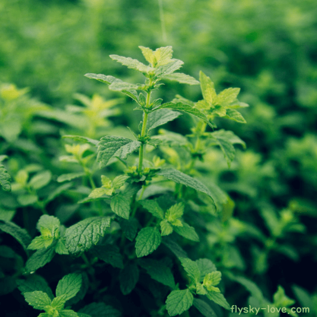 멜리사 (Melissa), 멜리사 오일