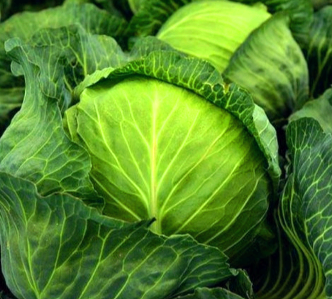 양배추 효능, 보관법 및 부작용 알아보기