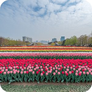 튤립이미지