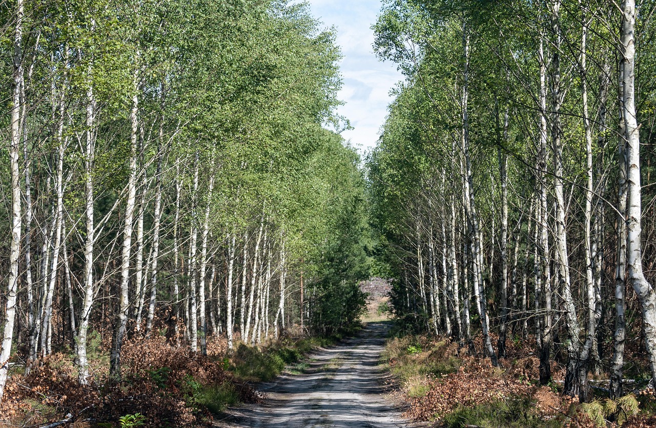 자작나무 숲 관련 사진