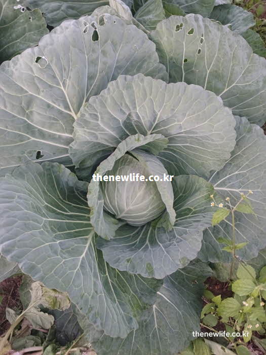 양배추 효능 변비 해소 수분 식이섬유