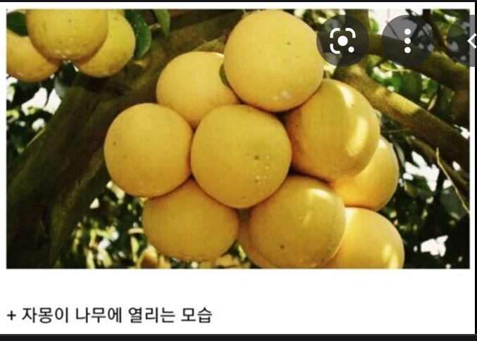 자몽의효능