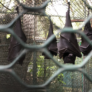 괌 여행 추천 괌 동물원