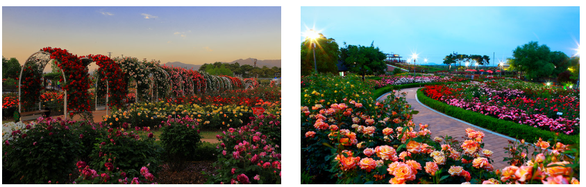 2025 곡성세계장미축제 일정·장소·입장료·프로그램 총정리