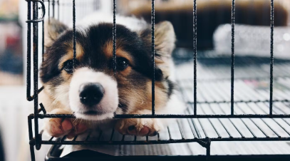 철장안의 강아지