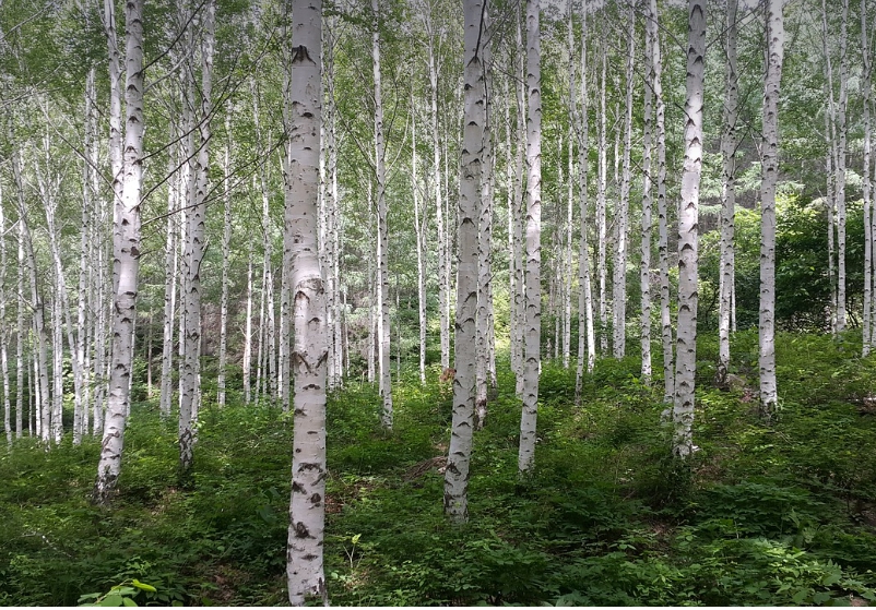 자작나무숲