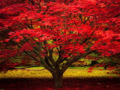 가을에 피는 꽃 단풍나무