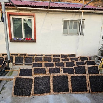 한국기행-울릉도-돌김