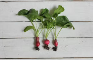 매콤한 소갈비찜과 달큰한 봄동의 만남, 동인동 찜갈비 제대로 즐기기