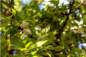 견과류 아몬드 효능과 영양성분&amp;#44; 주의사항