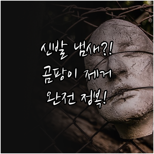신발 곰팡이와 냄새 원인부터 해결까지..
