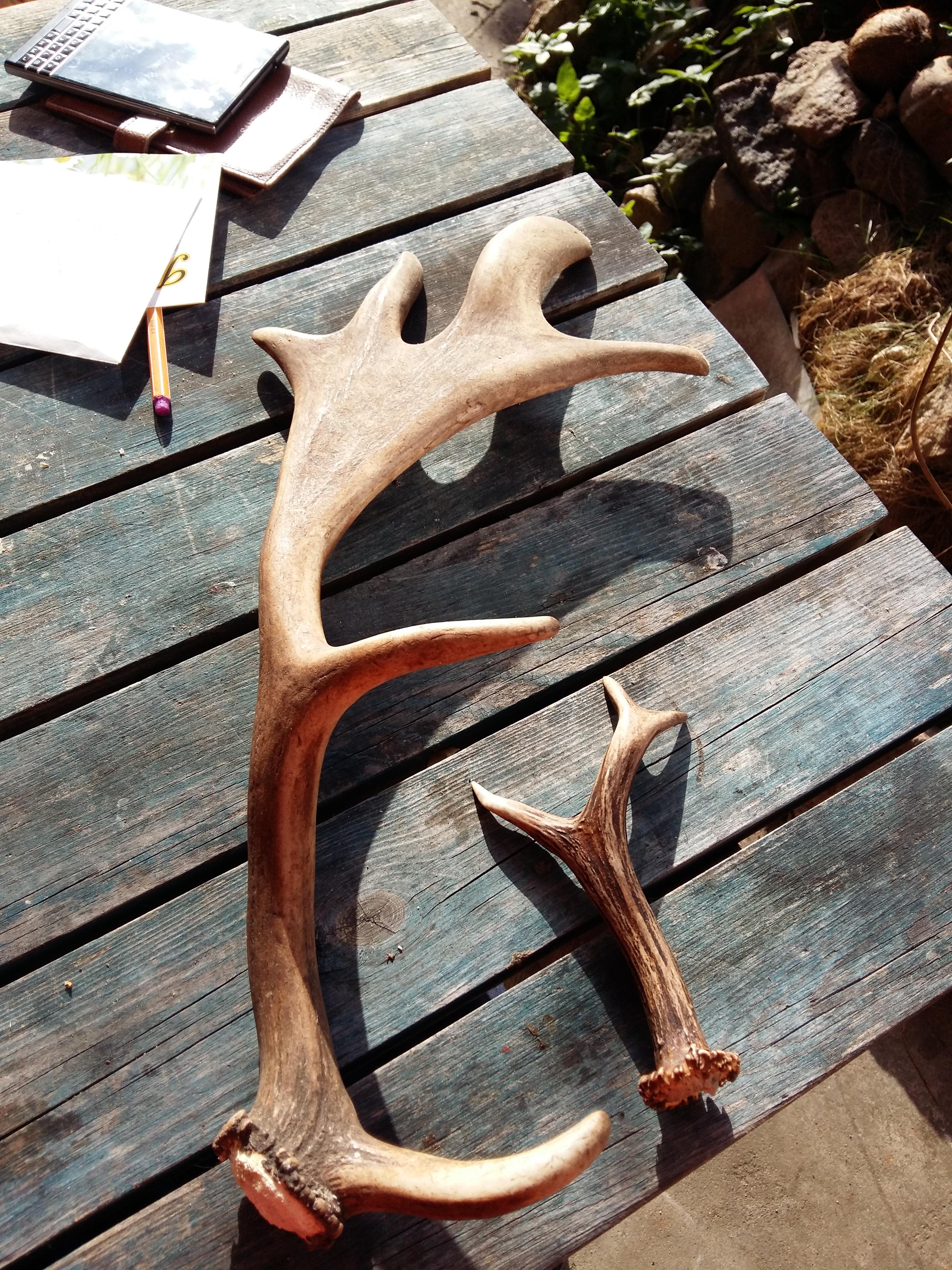 독일 잘츠베델 사슴 뿔