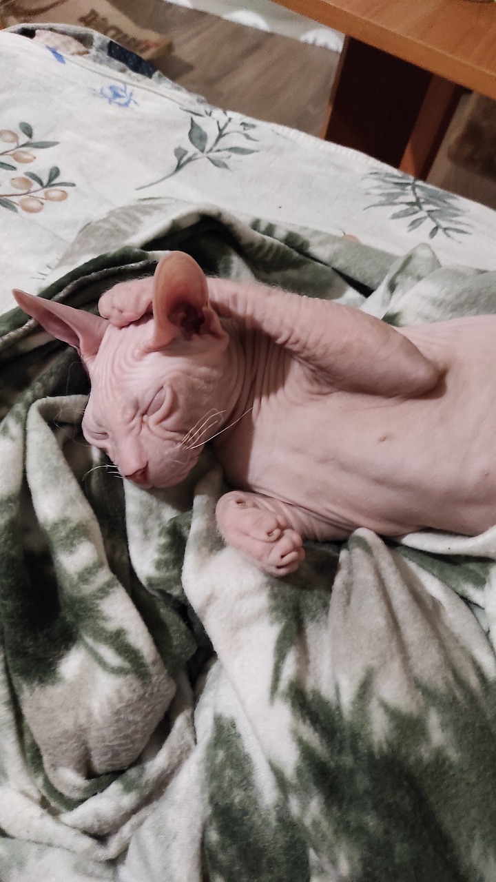 스핑크스(Sphynx)4