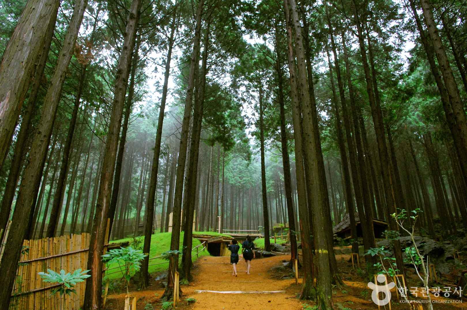 정남진 편백숲 우드랜드