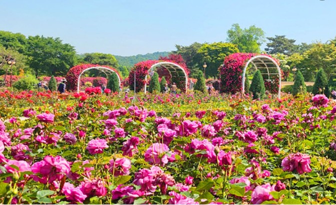 서울대공원 장미정원