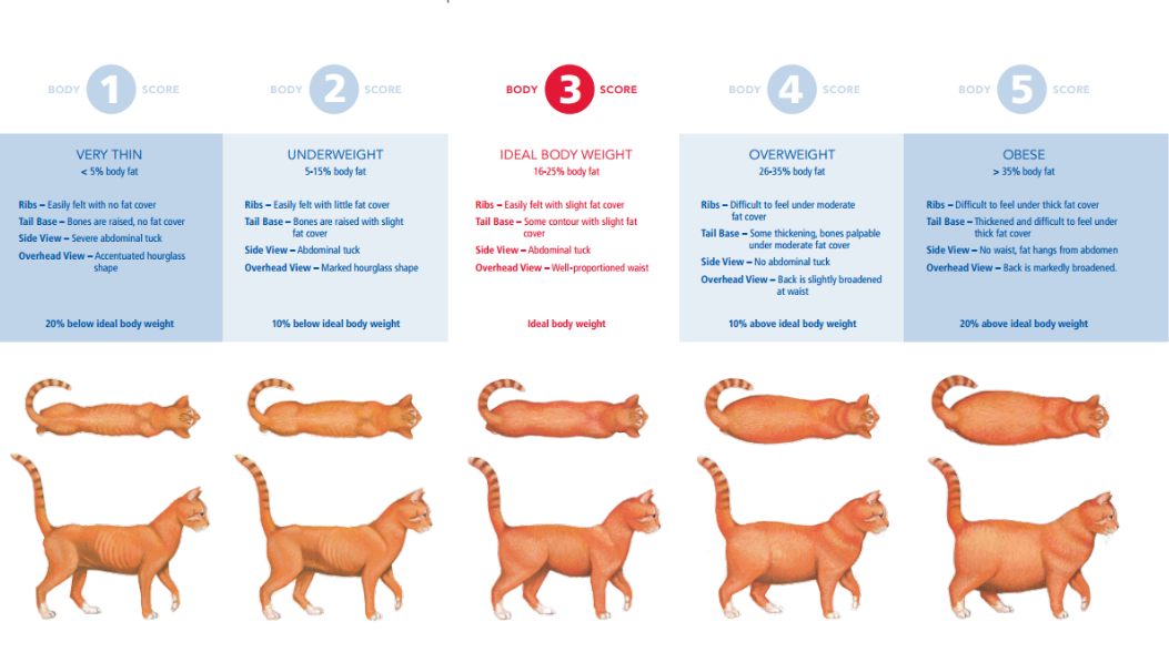 체중 관리 및 체중 자주 재주기