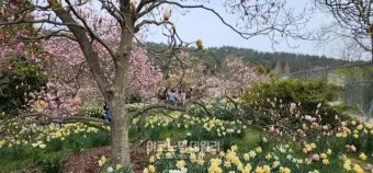 천리포 수목원 목련축제 입장료 여행코스_18