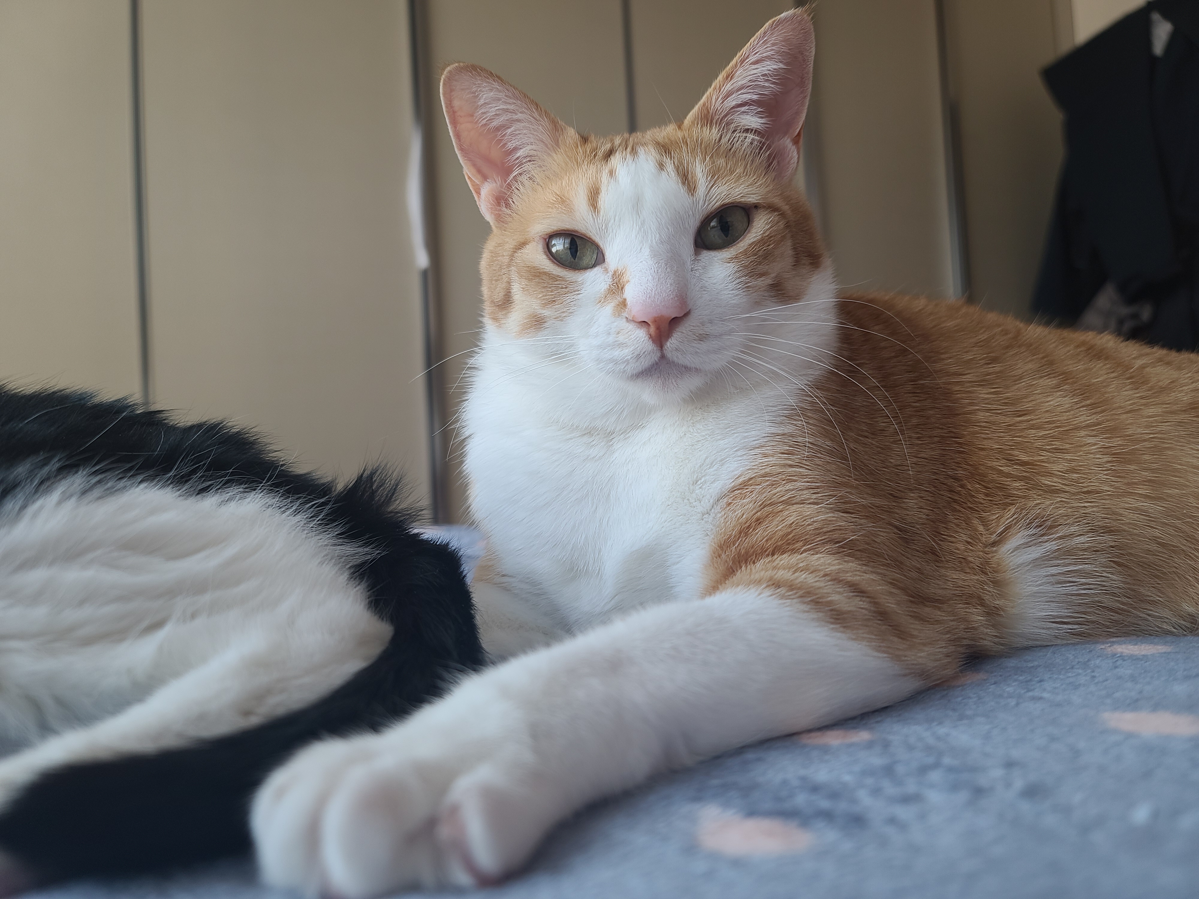 잔망스럽고 애교많은 내고양이들.