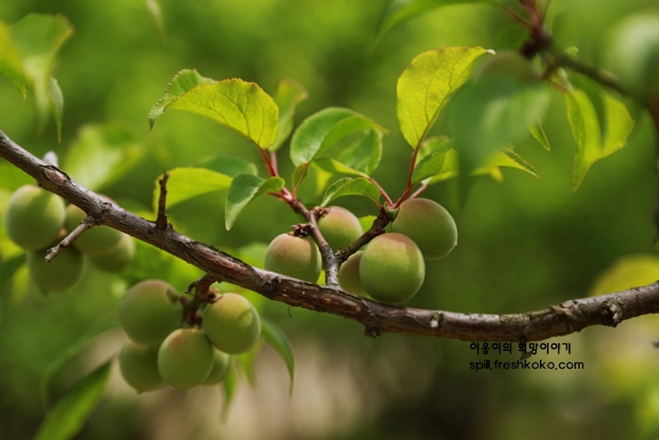 매실액기스 효능