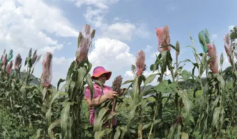 수수 재배 이삭 관리 쓰러짐 방지 건조 수확_5