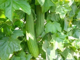 수세미 재배 덩굴 유인 통풍 관리 수확 건조_7