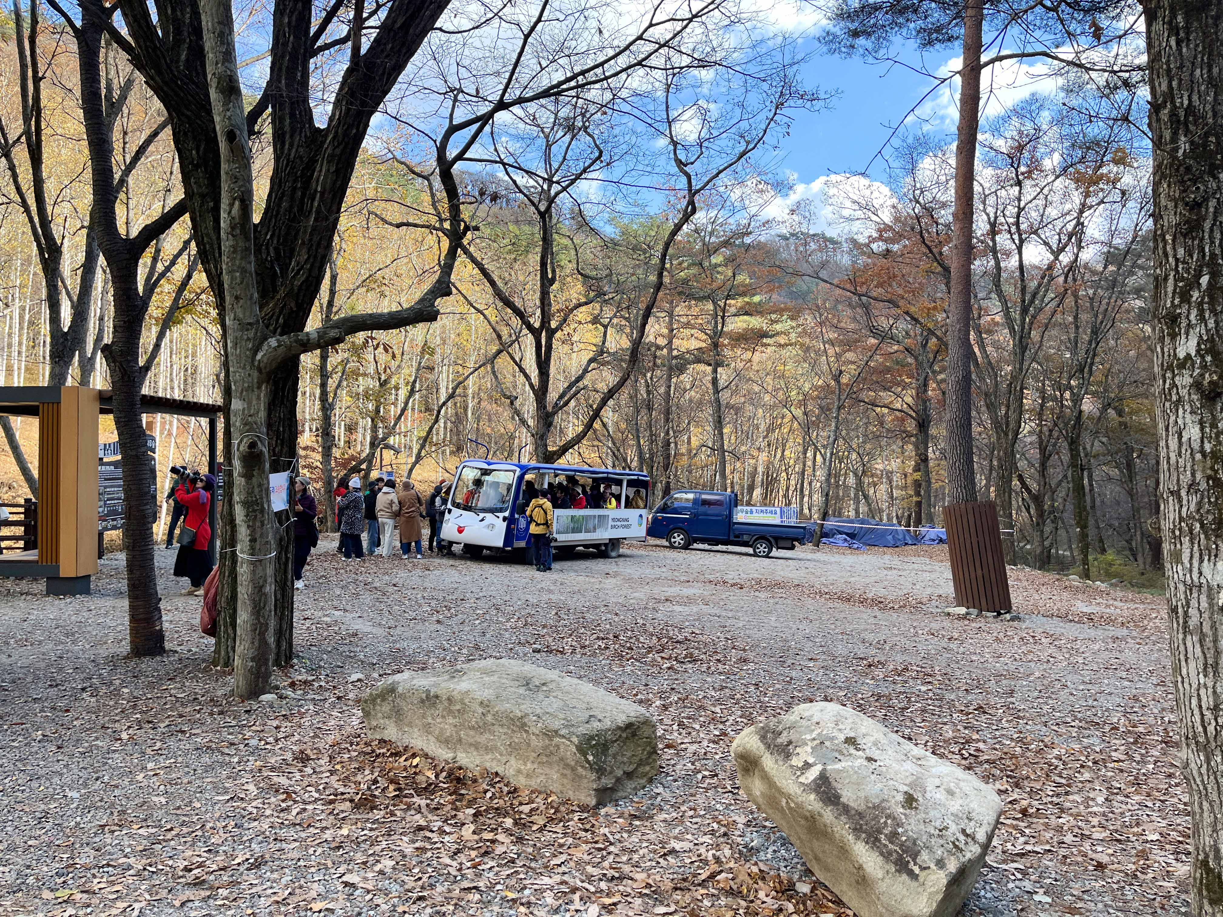 영양 자작나무숲