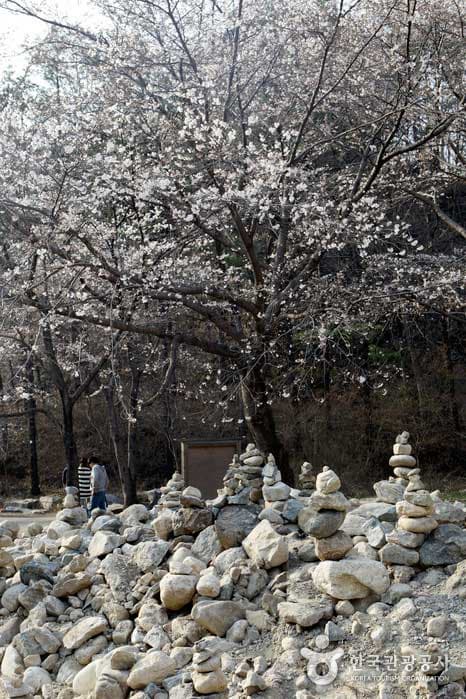 전국에서 가장 늦게 피는 &quot;벚꽃엔딩&quot;은? ❘마이산 벚꽃 여행