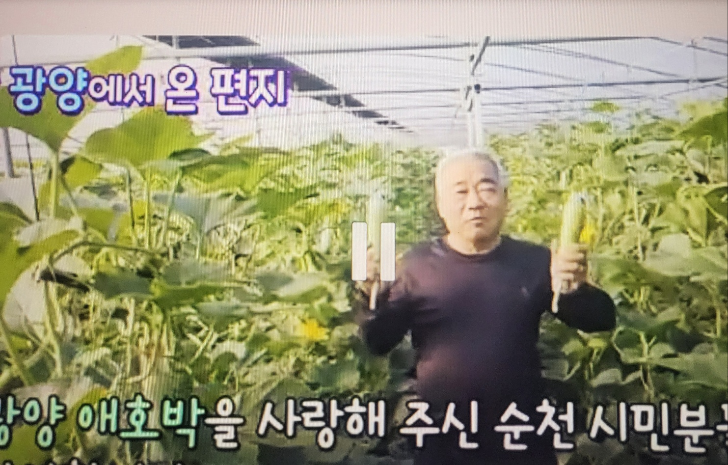 6시 내고향 6월 1일 방송 정보 총정리! 포항 콩잎&middot;광양 애호박&middot;