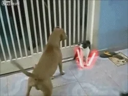 귀여운 고양이 움짤