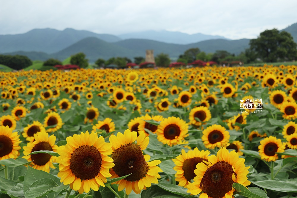 경주 해바라기 명소 , 경주 해바라기 밭 위치 모음, 7~8월 경주 여름 가볼만한곳, 첨성대